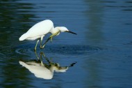 珍稀的白鹭图片