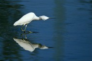 珍稀的白鹭图片