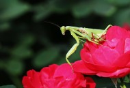 牡丹花上的螳螂图片