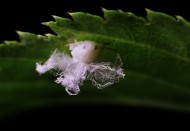 广翅蜡蝉图片大全