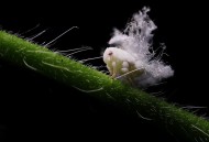 广翅蜡蝉图片大全