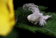 广翅蜡蝉图片大全