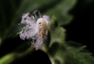 广翅蜡蝉图片大全