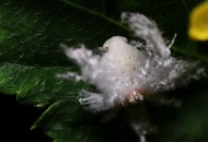 广翅蜡蝉图片大全