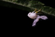 广翅蜡蝉图片大全