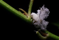 广翅蜡蝉图片大全