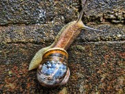 可爱小巧的蜗牛图片