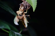 蝉脱壳的过程图片