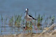 黑翅长脚鹬图片