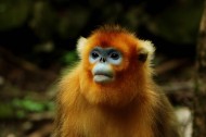 金丝猴图片
