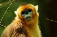 金丝猴图片