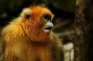 金丝猴图片