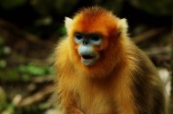 金丝猴图片