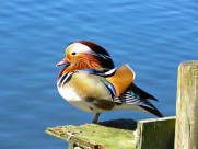 色彩斑斓的鸳鸯图片