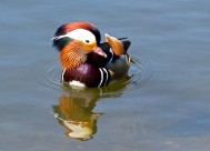 色彩斑斓的鸳鸯图片