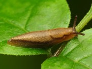 缓慢的蛞蝓图片大全