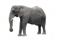 野生大象图片大全