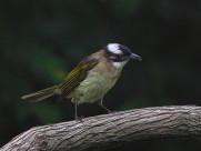 白头鹎图片大全