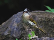 白头鹎图片大全