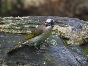 白头鹎图片大全