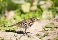 宝兴歌鸫图片大全