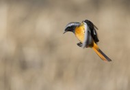 北红尾鸲图片大全