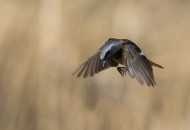 北红尾鸲图片大全