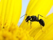 葵花上的黑蚂蚁图片大全