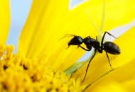 葵花上的黑蚂蚁图片大全