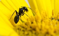 葵花上的黑蚂蚁图片大全