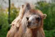 骆驼高清图片