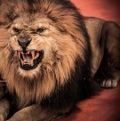 凶猛的狮子图片