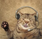 搞怪猫咪图片大全