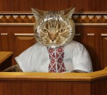 搞怪猫咪图片大全