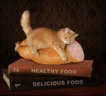 搞怪猫咪图片大全