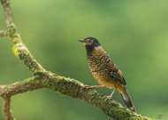 中型鸟类之眼纹噪鹛图片