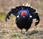 野鸡动物摄影图片大全