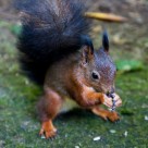 可爱的松鼠动物图片大全