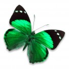 漂亮彩色的蝴蝶图片