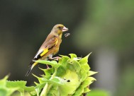 醒目的金翅雀图片大全