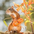 机灵可爱的松鼠图片大全