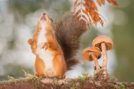 机灵可爱的松鼠图片大全