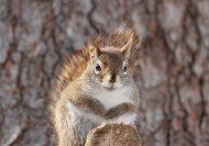 可爱的松鼠动物图片大全