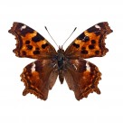 漂亮彩色的蝴蝶图片大全