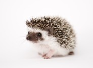 可爱的刺猬动物图片