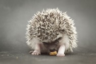 可爱的刺猬动物图片