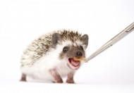 可爱的刺猬动物图片