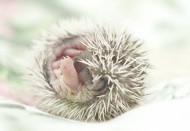 可爱的刺猬动物图片