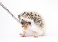 可爱的刺猬动物图片