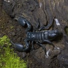 有毒的蝎子图片